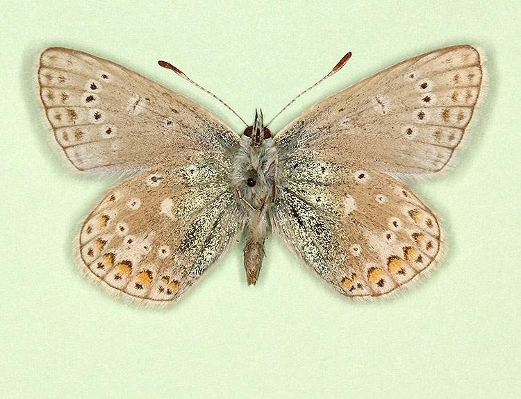 Polyommatus icarus male (aberrant form parvipuncta) (Internet Image property of respective owner, non-commercial use only)